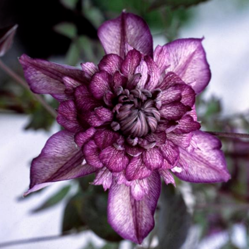 Клематис цветущий Кассис